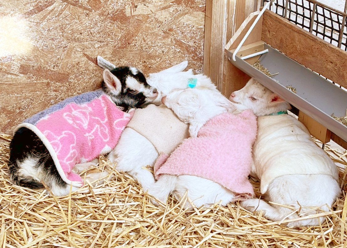 _petitechevre's tweet photo. 皆でぬくぬく寄り添う子やぎちゃん達がかわいい🥰🐐 https://t.co/EDTCmiuxIl