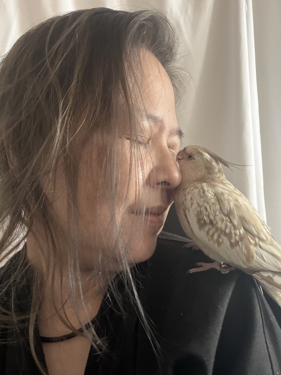 BeIwaUpCEOiw's tweet photo. オカメインコを飼いたいと思っている看護師さんがうちのオバアんとこにおると聞いて。
一人暮らしじゃかなりきついよ？
家族がいれば誰か一人は留守番だよ？
結構ハードル高いよ？ちょっとゲージに戻しただけで「ママー！ママー😭！！ママー😭😭😭！！」
夕方4時から5時には寝つかせるんだよ？
12時間は睡眠確保だよ？
リモートワーカーだから飼えるんで
（頭の上や肩に乗せながら仕事してる、なんならトイレまで一緒に着いてくる）気温湿度脂粉空気清浄、1日の体重、ご飯の食いっぷりの記録、うんPの状態、あとは台所に入れちゃダメ（テフロン加工の調理器具NG）、香水、タバコ、Vapeもダメ、殺虫剤撒くのもダメ。お湯で洗うのダメ、個人的に思うけどオカメさん一人にしないで、セキセイかオカメさんを2人以上にしておかないとオカメさんがメンタル詰むぞ....（震え声で
理想と現実は結構開きあるかも....（年齢による）