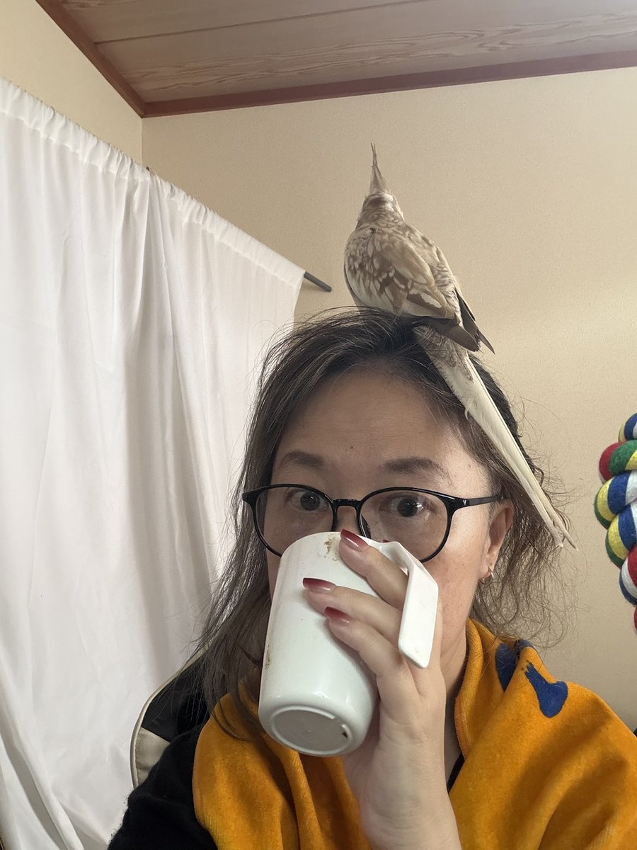 BeIwaUpCEOiw's tweet photo. オカメインコを飼いたいと思っている看護師さんがうちのオバアんとこにおると聞いて。
一人暮らしじゃかなりきついよ？
家族がいれば誰か一人は留守番だよ？
結構ハードル高いよ？ちょっとゲージに戻しただけで「ママー！ママー😭！！ママー😭😭😭！！」
夕方4時から5時には寝つかせるんだよ？
12時間は睡眠確保だよ？
リモートワーカーだから飼えるんで
（頭の上や肩に乗せながら仕事してる、なんならトイレまで一緒に着いてくる）気温湿度脂粉空気清浄、1日の体重、ご飯の食いっぷりの記録、うんPの状態、あとは台所に入れちゃダメ（テフロン加工の調理器具NG）、香水、タバコ、Vapeもダメ、殺虫剤撒くのもダメ。お湯で洗うのダメ、個人的に思うけどオカメさん一人にしないで、セキセイかオカメさんを2人以上にしておかないとオカメさんがメンタル詰むぞ....（震え声で
理想と現実は結構開きあるかも....（年齢による）