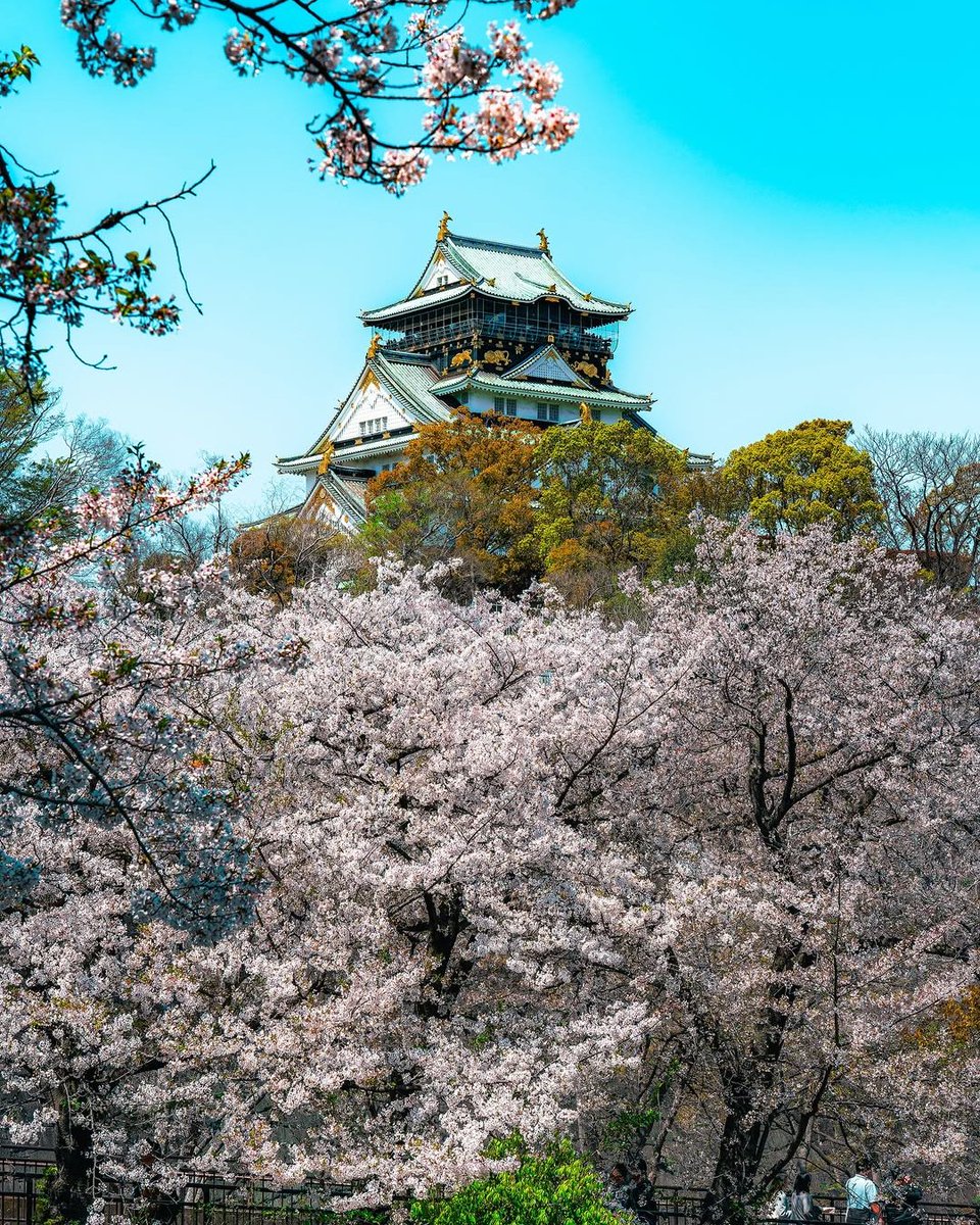 arz_inah's tweet photo. Sakura Nhật Bản chỉ rực rỡ trong vài tuần ngắn ngủi. Mùa hoa đẹp nhất đang đến rất gần. https://t.co/KyWuBaIIJj