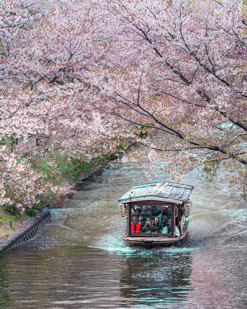 arz_inah's tweet photo. Sakura Nhật Bản chỉ rực rỡ trong vài tuần ngắn ngủi. Mùa hoa đẹp nhất đang đến rất gần. https://t.co/KyWuBaIIJj
