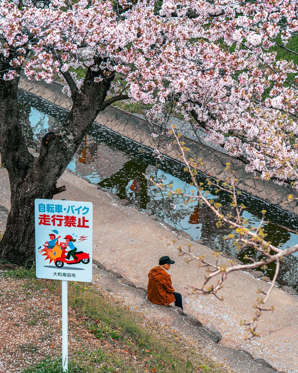 arz_inah's tweet photo. Sakura Nhật Bản chỉ rực rỡ trong vài tuần ngắn ngủi. Mùa hoa đẹp nhất đang đến rất gần. https://t.co/KyWuBaIIJj