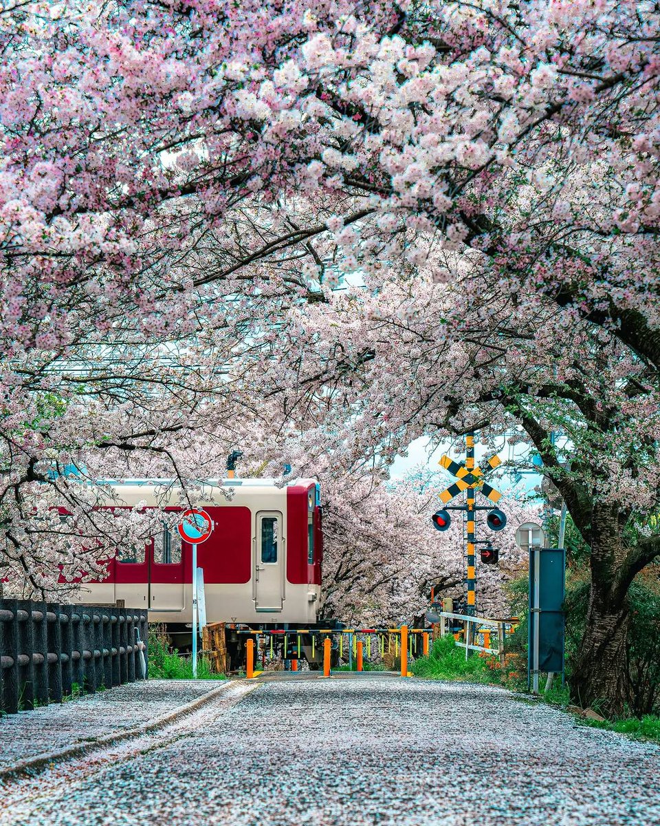 arz_inah's tweet photo. Sakura Nhật Bản chỉ rực rỡ trong vài tuần ngắn ngủi. Mùa hoa đẹp nhất đang đến rất gần. https://t.co/KyWuBaIIJj