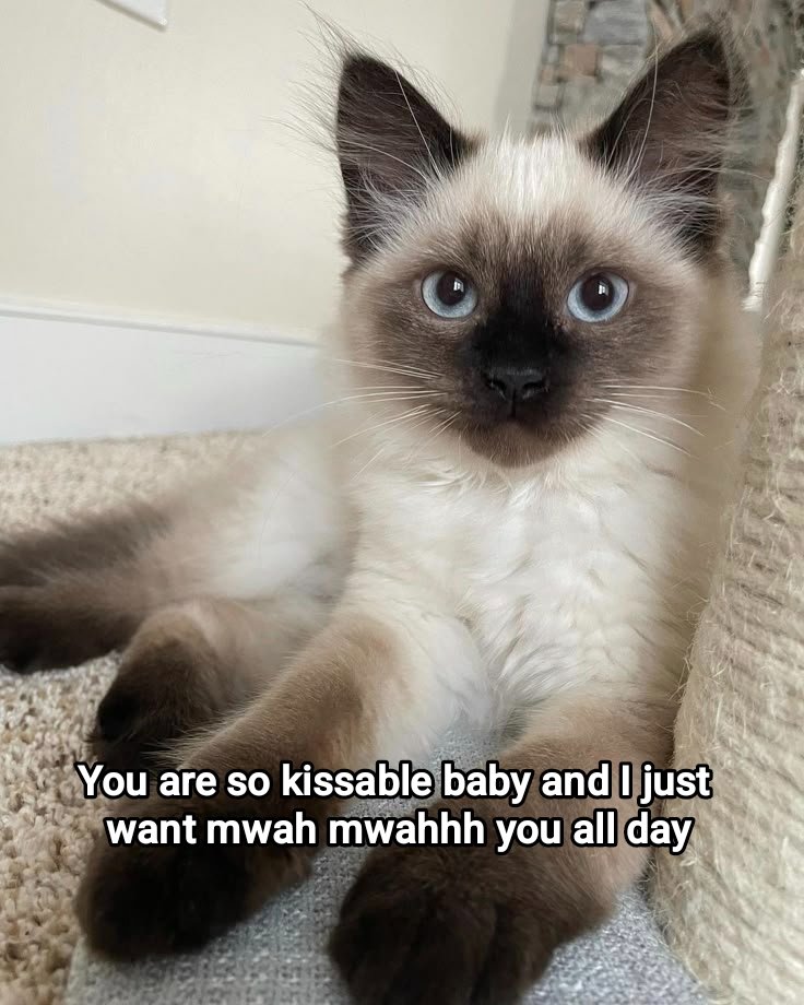 Meowversetwt's tweet photo. https://t.co/dyzoVt5yDr