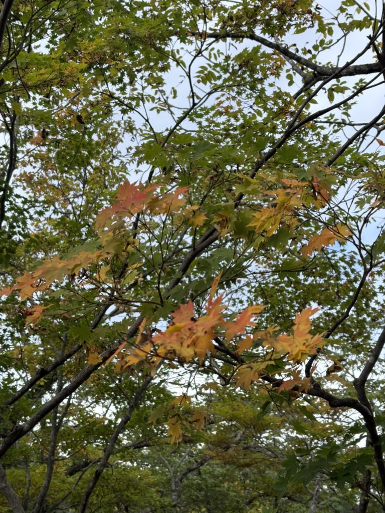noika_camp's tweet photo. 降ったり止んだりの雨にやられながらも葉の色付きで秋の始まりを感じ、石だらけのヒスイ海岸で綺麗な石探しを楽しみ、美味い魚を食べ、巨大なヒスイの原石を拝む。

そんなキャンプ２日目。 https://t.co/j3qIKd2Z6d