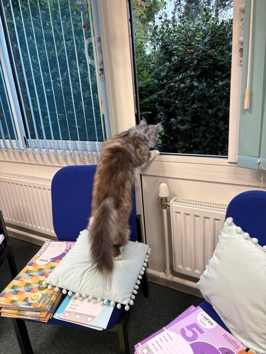 OutwoodsCat's tweet photo. There’s 4 perfectly good open windows, 2 doors &amp; a cat flap, but I insist on this exact entry &amp; exit point. 
Happy #WorldTeacherDay to all educators, especially those whose paperwork doubles as doormats. 😹😹
#cats #CatsofTwitter #Hedgewatch https://t.co/J5SmAOCIvn