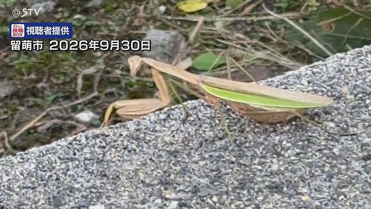 livedoornews's tweet photo. 【目撃】気温上昇でカマキリが北上か、北海道北部・留萌市で発見 「50年住んでいるけど初めて」
https://t.co/fFRDAR2RxX

国内では道南が生息の北限とされてきたカマキリだが、近年は道央圏を中心に目撃例が増加。近年は気温上昇により繁殖・定着できる範囲が北に広がっていると考えられている。 https://t.co/5MRScILwF4