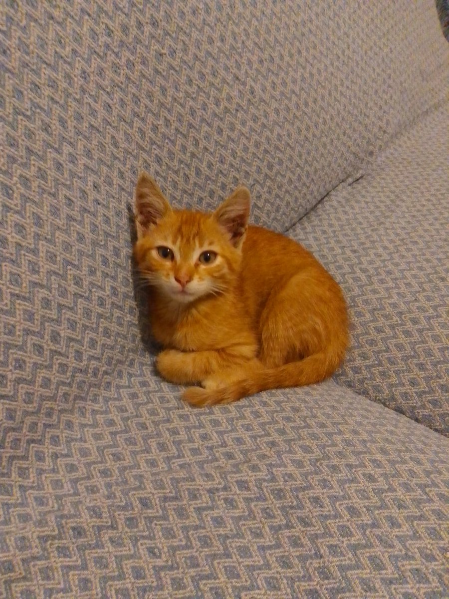 HamisMehtap's tweet photo. Bu beyefendi yaklaşık 1,5 aylık ve bal tatlısı, evinizin baş köşesinde yerini almayı bekliyor erkek, Beykoz İstanbul'da, şimdi yuva için paylaşım desteği verir misiniz lütfen 🙏♥️🧿 https://t.co/YBrVCv0usj