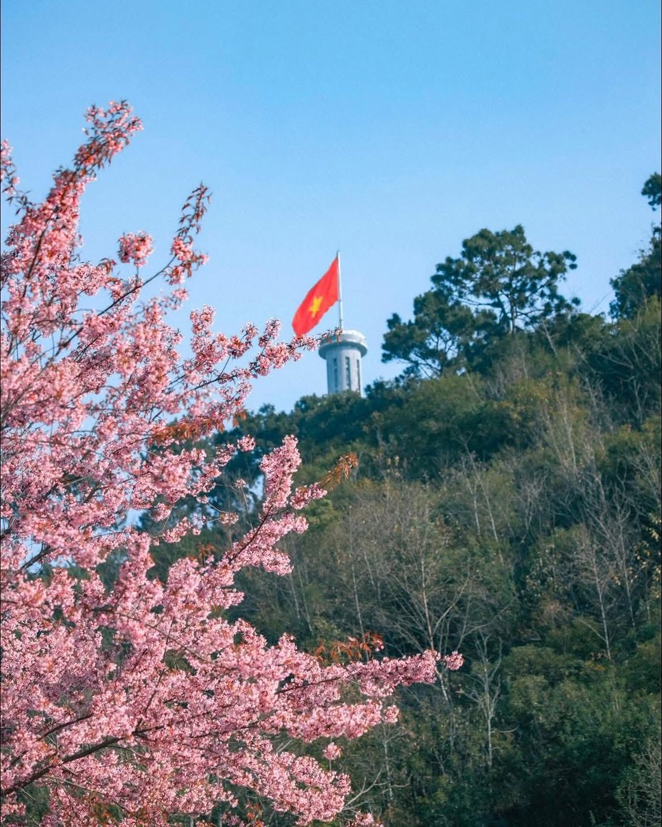 daramis4's tweet photo. Hà Giang mùa mai anh đào: giữa núi đá hùng vĩ, sắc hồng phấn bung nở khiến cao nguyên bỗng dịu dàng và nên thơ. Mùa hoa ngắn ngủi, đừng để lỡ khoảnh khắc đẹp nhất. https://t.co/wmFUZg8I8F