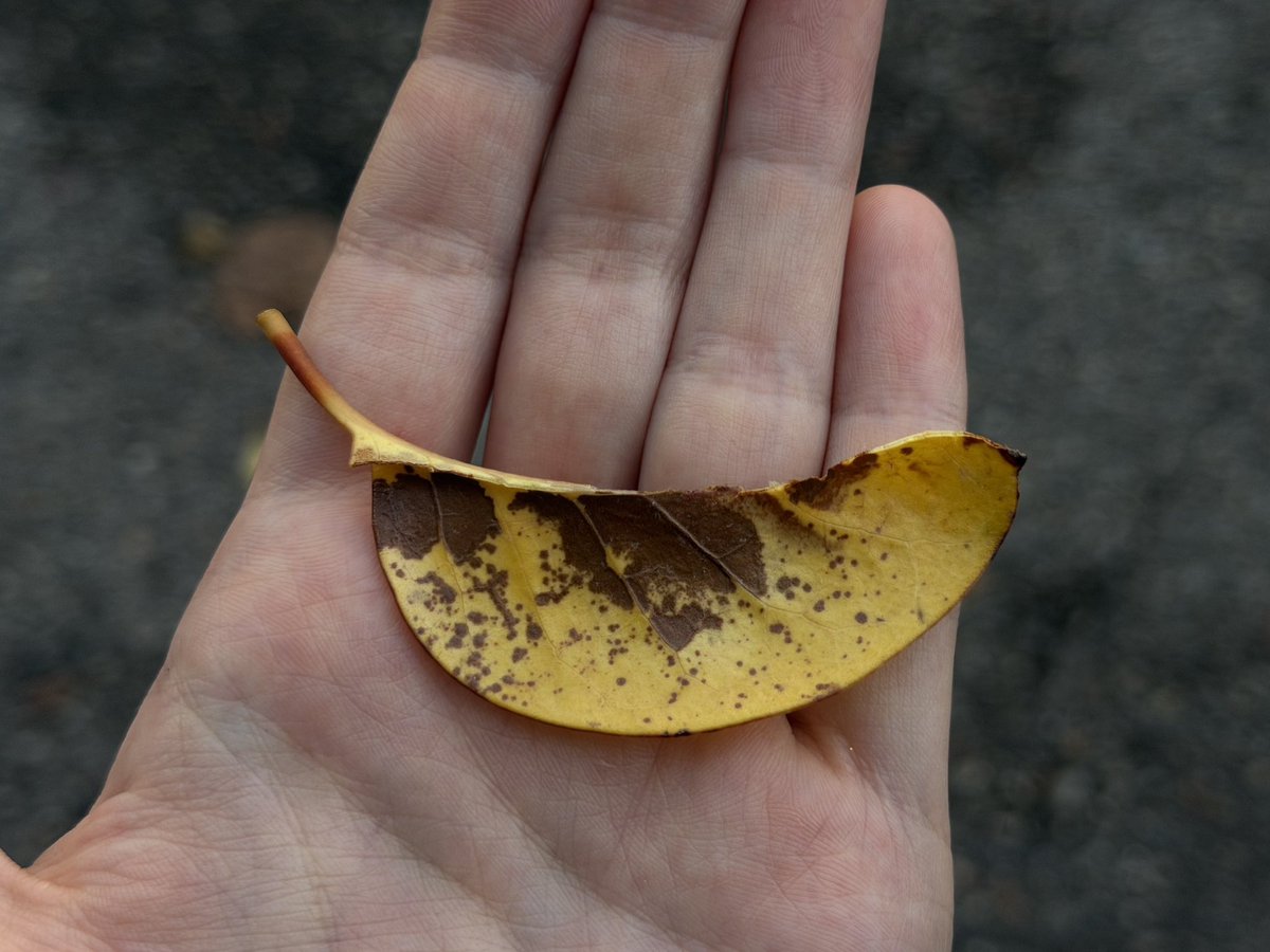 mugIerette's tweet photo. found a leaf that looks like a banana https://t.co/hj8OgPToZQ
