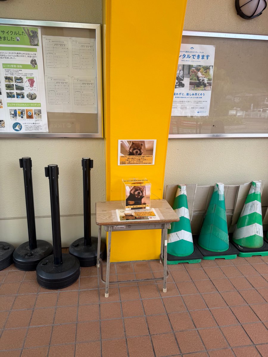 hirakawazoo's tweet photo. ＃レッサーパンダ　保全活動のための募金活動を、入園ゲートとゾウ舎売店にて行っております。　こちらは　＃メロディ　の朝の様子。軽快な足取りでりんごをもらいに来ます♪レッサーパンダが何十年先の未来でも変わらず見られるように、募金のご協力、よろしくお願いします☆
#平川動物公園 https://t.co/WPZ2smKOab