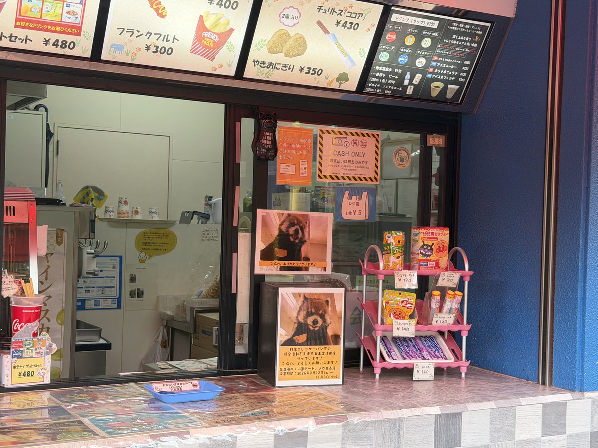 hirakawazoo's tweet photo. ＃レッサーパンダ　保全活動のための募金活動を、入園ゲートとゾウ舎売店にて行っております。　こちらは　＃メロディ　の朝の様子。軽快な足取りでりんごをもらいに来ます♪レッサーパンダが何十年先の未来でも変わらず見られるように、募金のご協力、よろしくお願いします☆
#平川動物公園 https://t.co/WPZ2smKOab