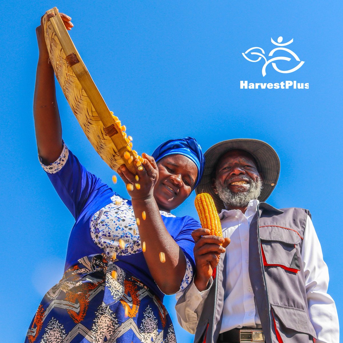 HarvestPlusZim's tweet photo. What started as new knowledge became food on the table, income in the household &amp; a healthier choice for the family. After training in agronomy, nutrition and market linkages, the Matsaru family adopted vitamin A orange maize, planted 1 hectare and harvested 5 tonnes. 👩🏽‍🌾🌽 https://t.co/QUdovM0Hu0