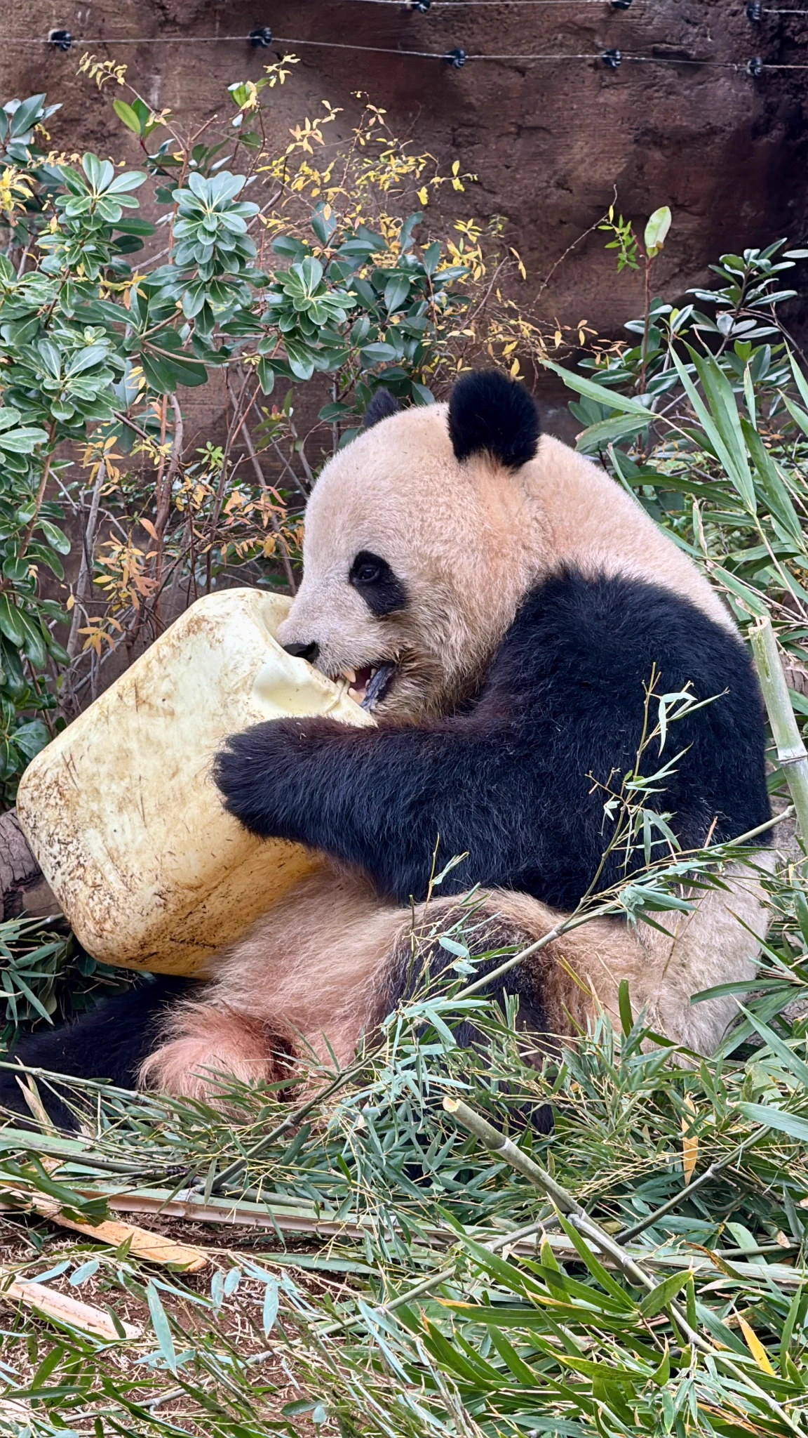 panda_xiang_xiang on X: 