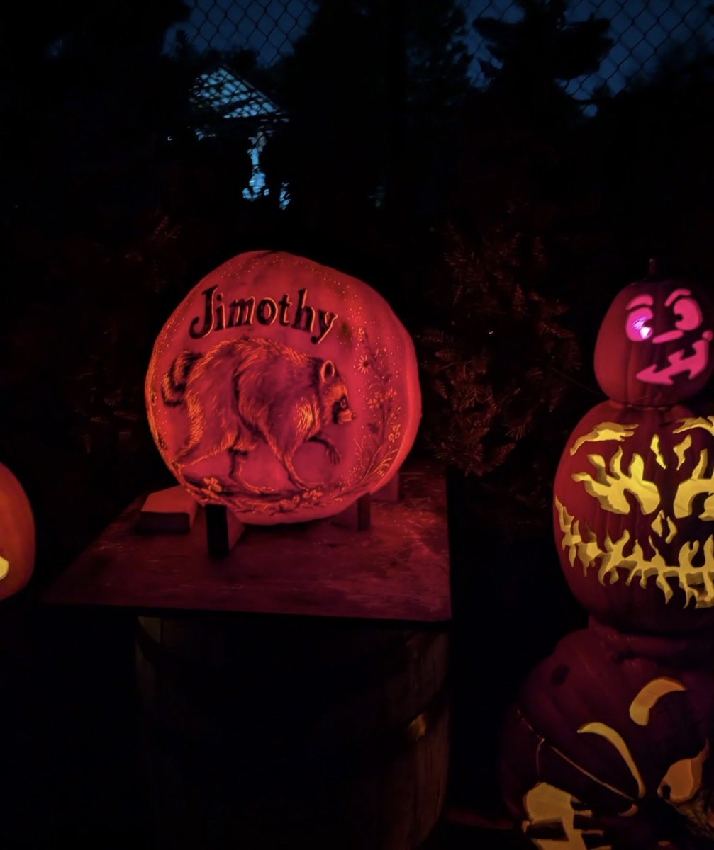 Jimothyworld's tweet photo. Jimboween 🎃🦝 https://t.co/5kR7JeP3Dn