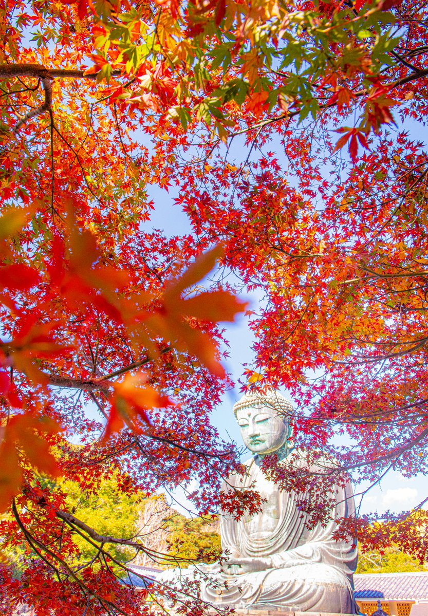 haskap1017's tweet photo. 鎌倉の紅葉も素晴らしいです
※見頃は11月下旬頃です https://t.co/afTzfh0QFR