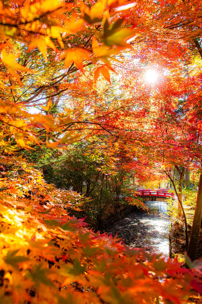 haskap1017's tweet photo. 鎌倉の紅葉も素晴らしいです
※見頃は11月下旬頃です https://t.co/afTzfh0QFR