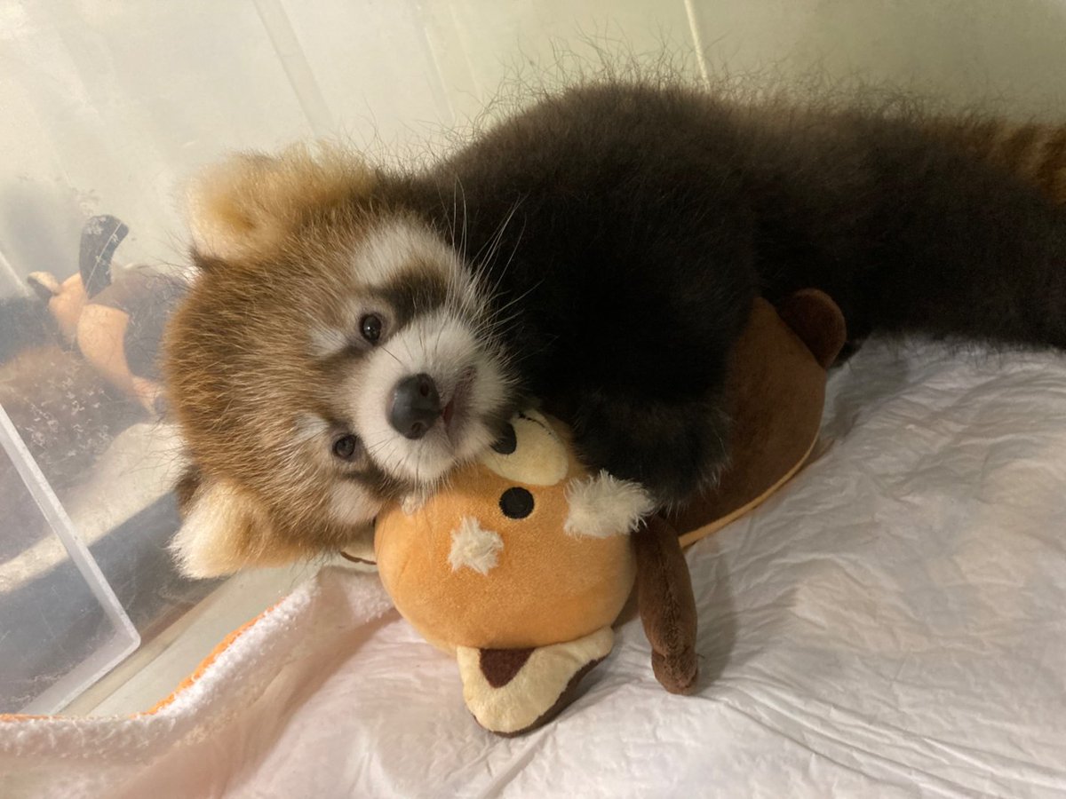 _seaparadise_'s tweet photo. 10/16(金)つぐみが鹿児島市平川動物公園へお引っ越し🐾

皆さまが撮影したつぐみのベストショットを展示します📷✨
募集期間は、10/8(木)17:00まで！！

たくさんのご応募お待ちしています🍎🍏

https://t.co/B3nmeRvU8T

#横浜・八景島シーパラダイス #八景島 #シーパラ #レッサーパンダ https://t.co/w0wRtGZOTZ