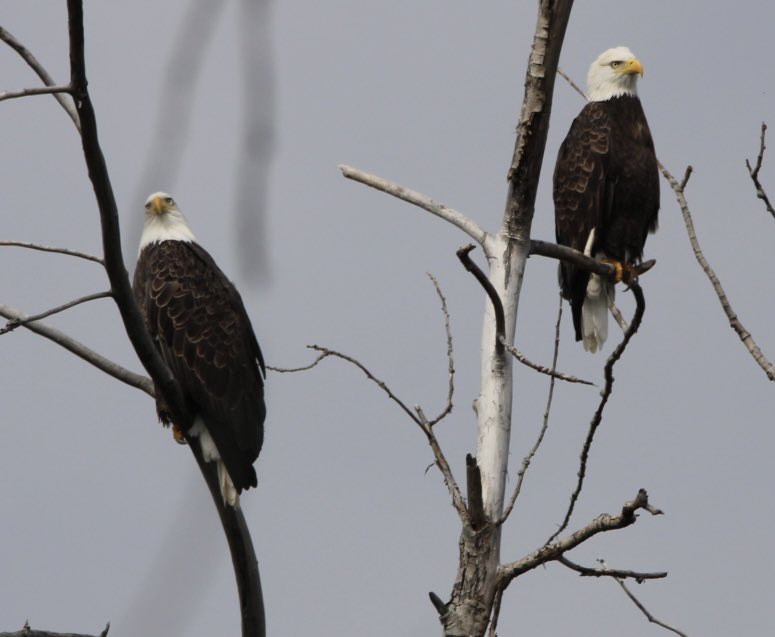 CatharineYogi's tweet photo. A pair of gorgeous Bald Eagles, perched high up, sunny but cool morning ! Amazing to see these birds and together ❤️ #eagle #baldeagle #birds #birdphotography #BirdTwitter #TwitterNatureCommunity #TwitterNaturePhotography ❤️ https://t.co/ExS1cVGBKH