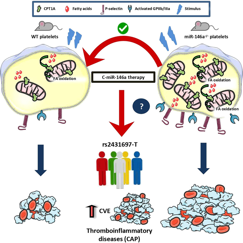 SETH__Oficial's tweet photo. 🔬miR-146a mimic therapy protects against platelet-mediated thrombosis, publicado en Molecular Therapy 👉 https://t.co/XVs6iekVQ6

Autores: Sonia Águila, Juan C. García-Cañaveras, Laura Zapata-Martínez, Ana B. Arroyo, Nuria García-Barberá, Salvador Carrillo-Tornel, Pedro J. Guijarro-Carrillo, Paula González-Jiménez, Ana Latorre, María L. Lozano, Bernard Payrastre, José Rivera...

#SociosSETH #investigación #plaquetas #trombosis #hemostasia @MolTherapy