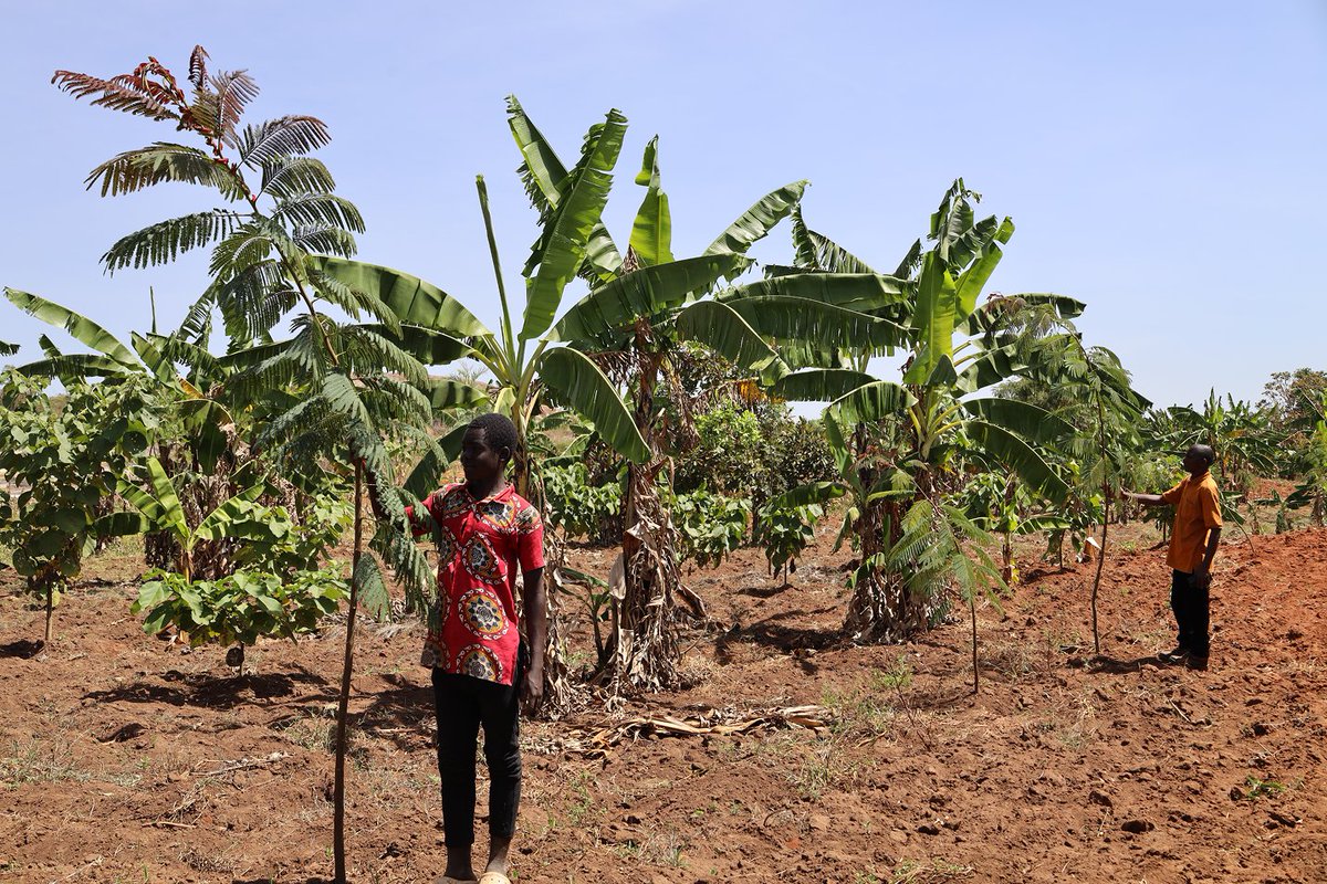 treenation's tweet photo. 🌱 Planted a tree in Mt. Elgon, Uganda? Look how it's growing!

Your trees are in good hands. Local communities are nurturing the seedlings and giving them the care they need to grow strong. Through agroforestry, these trees will improve soil health, support local livelihoods and protect biodiversity for years to come.

Small seedlings today are lasting impact tomorrow.

🌳 See the latest updates from the project: https://t.co/w3Hwf3N8kZ

#Agroforestry #Reforestation #Uganda #Sustainability #TreeNation