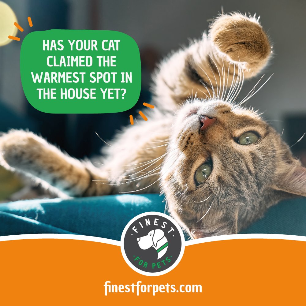 FinestForPets's tweet photo. Has your cat reclaimed the warmest seat in the house? Support their skin, coat and wellbeing with Wild Alaskan Salmon Oil. Visit https://t.co/gI46pXq1AQ to learn more.

#CatCareTips #CatNutrition #WildAlaskanSalmonOil https://t.co/jESyII0GH7