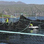 Photo by WesterRossFisheries (@WesterRossSalmo)