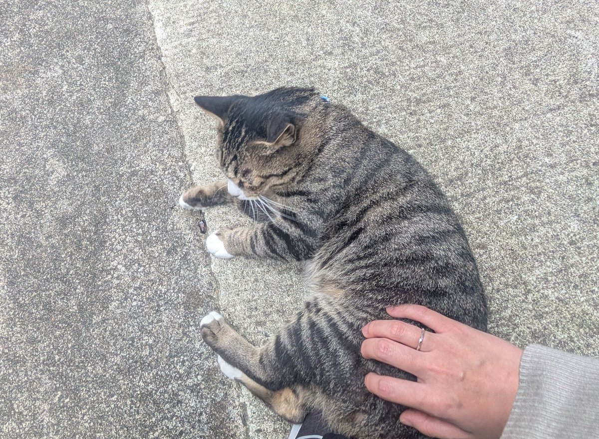 shushu_bell's tweet photo. 看板猫さん癒しすぎた…#百俵館 https://t.co/vYacIEiUHs