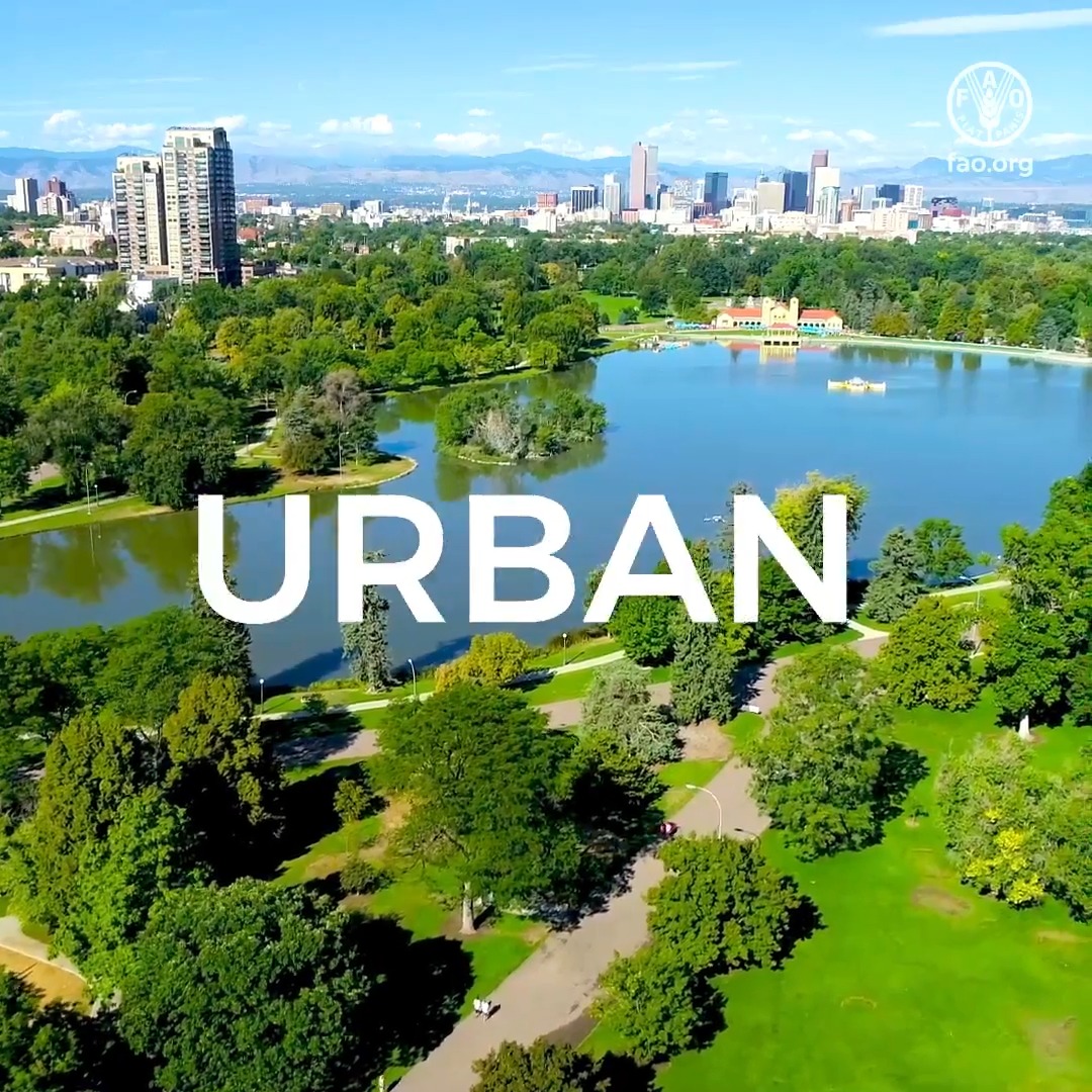 An aerial shot of Denver's skyline rises beyond a serene park lake and lush green urban forest, overlaid with the bold white word "URBAN" and a FAO logo reading "fao.org" in the upper right. The image visually reinforces the post's message about urban trees by showcasing a vibrant city park that provides cool air, biodiversity, and green space amid the urban environment.