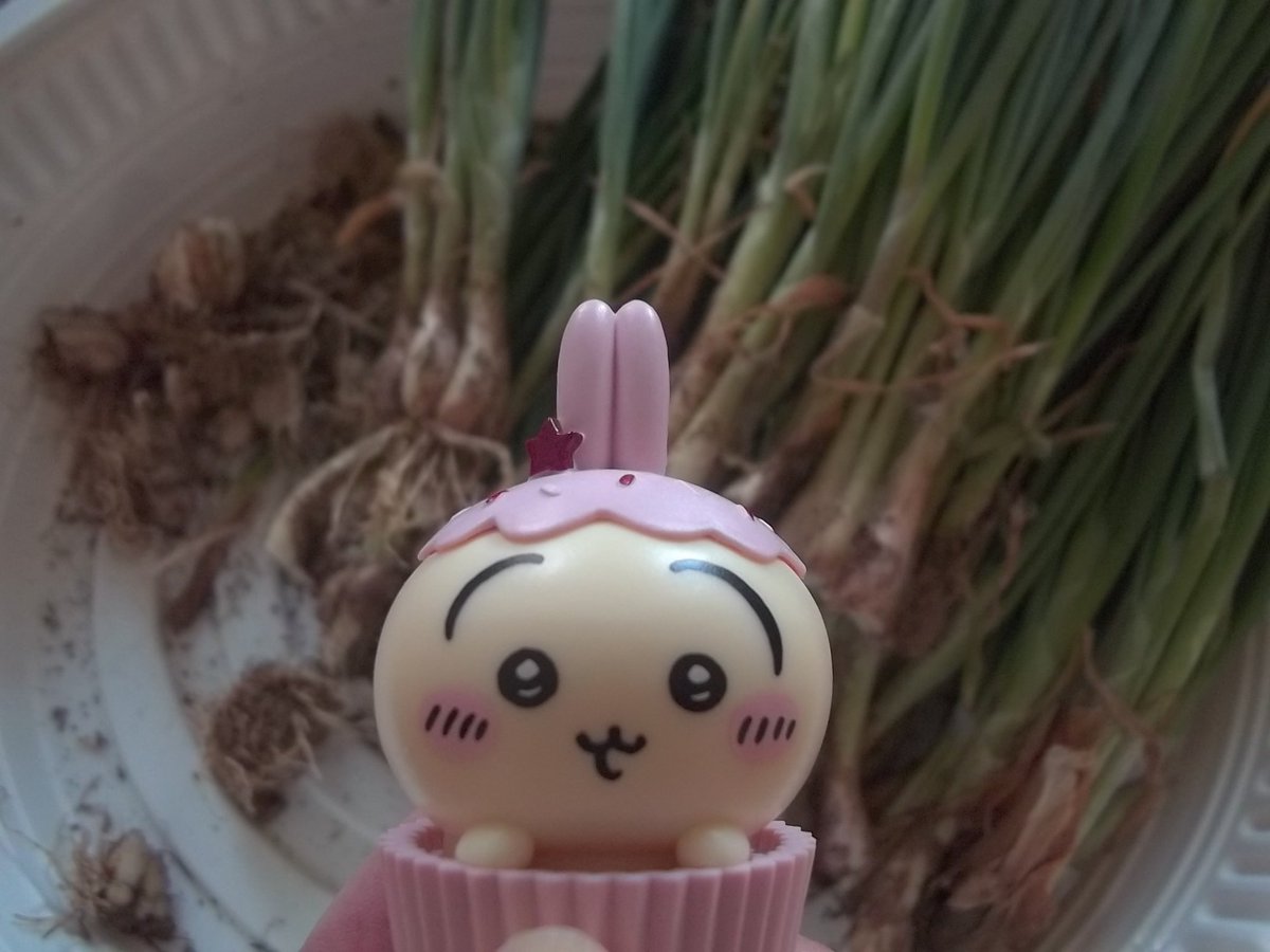 esy2m's tweet photo. 집에서 대파 다듬었어요 https://t.co/ZZBqSdCXIY