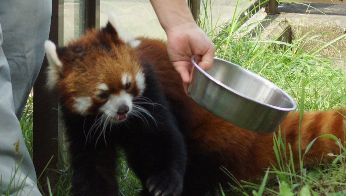 hosss_77's tweet photo. ごはん！😋

#茶臼山動物園 https://t.co/j3sUMRSKKJ