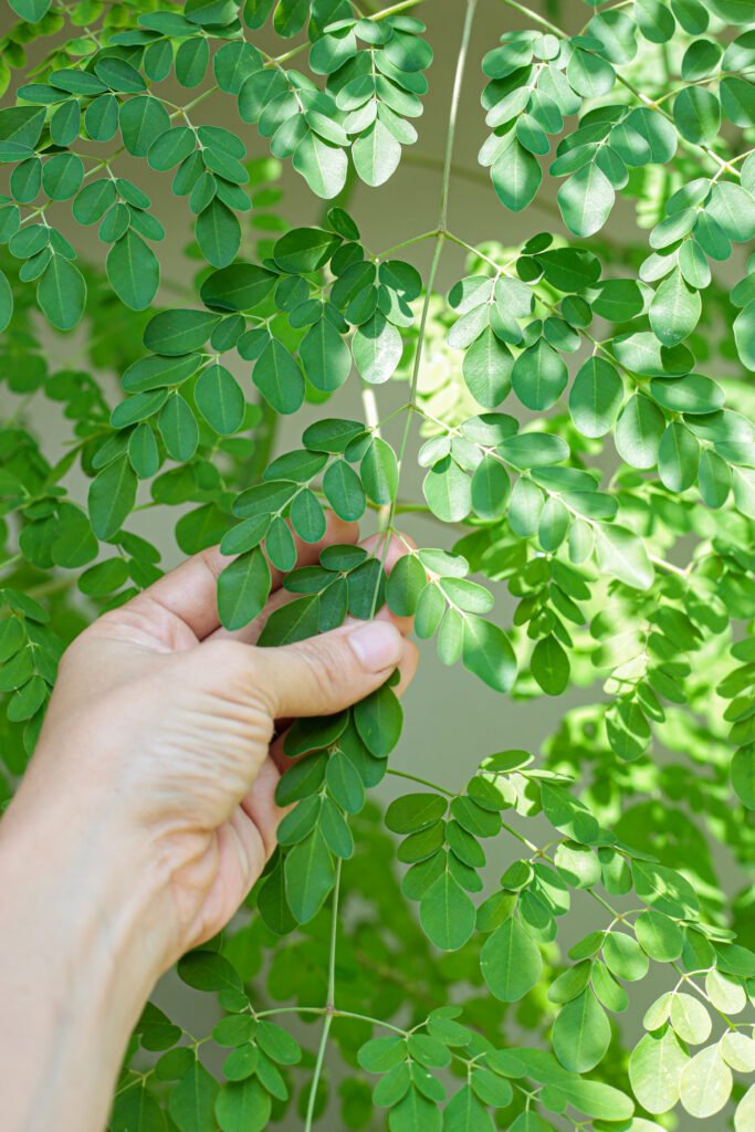 WisdomLifeHack's tweet photo. THE SIX-ORGAN RESET DRINK MOST PEOPLE WALK RIGHT PAST

Waking up feeling sluggish, with tired eyes, stiff joints, and heavy bloating before your day even starts?

1. Moringa leaves to shield your liver https://t.co/PUzYwrAiQa