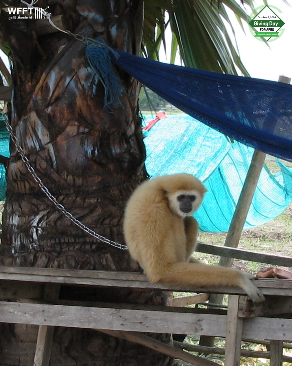 WFFThailand's tweet photo. For 25 years, #gibbons have been part of WFFT’s story.
💚 From our first rescue in 2001 to the 96 gibbons who call our sanctuary home today, your support has given so many a second chance. On #GivingDayforApes, please help us continue changing lives: https://t.co/HAQNVysxro ❤️ https://t.co/6yqFFXrohB