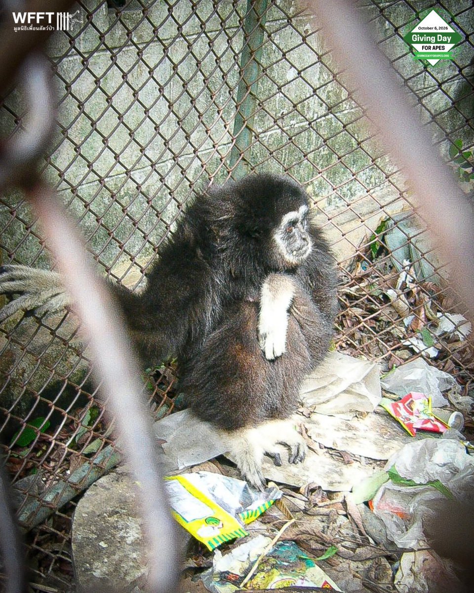 WFFThailand's tweet photo. For 25 years, #gibbons have been part of WFFT’s story.
💚 From our first rescue in 2001 to the 96 gibbons who call our sanctuary home today, your support has given so many a second chance. On #GivingDayforApes, please help us continue changing lives: https://t.co/HAQNVysxro ❤️ https://t.co/6yqFFXrohB