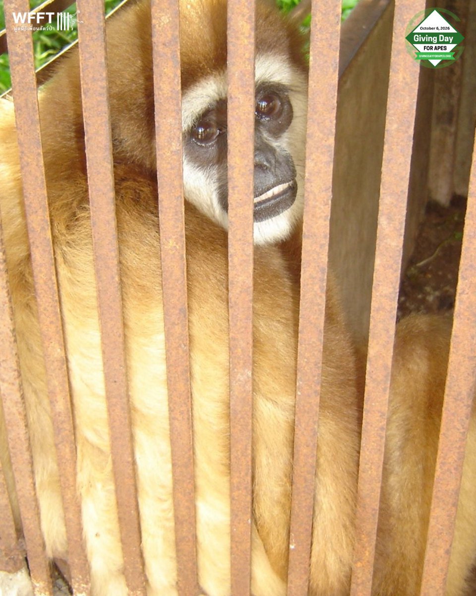 WFFThailand's tweet photo. For 25 years, #gibbons have been part of WFFT’s story.
💚 From our first rescue in 2001 to the 96 gibbons who call our sanctuary home today, your support has given so many a second chance. On #GivingDayforApes, please help us continue changing lives: https://t.co/HAQNVysxro ❤️ https://t.co/6yqFFXrohB
