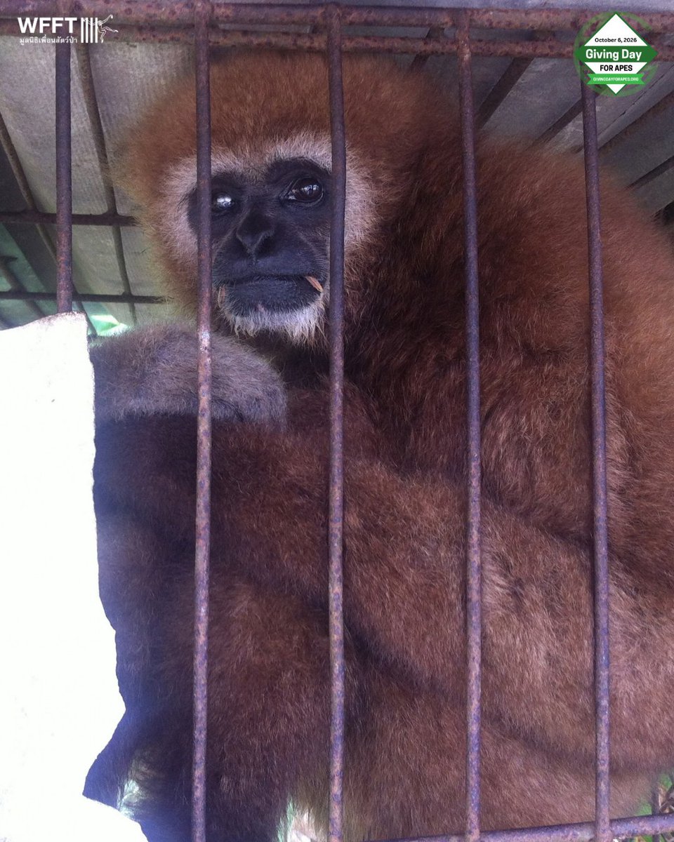 WFFThailand's tweet photo. For 25 years, #gibbons have been part of WFFT’s story.
💚 From our first rescue in 2001 to the 96 gibbons who call our sanctuary home today, your support has given so many a second chance. On #GivingDayforApes, please help us continue changing lives: https://t.co/HAQNVysxro ❤️ https://t.co/6yqFFXrohB