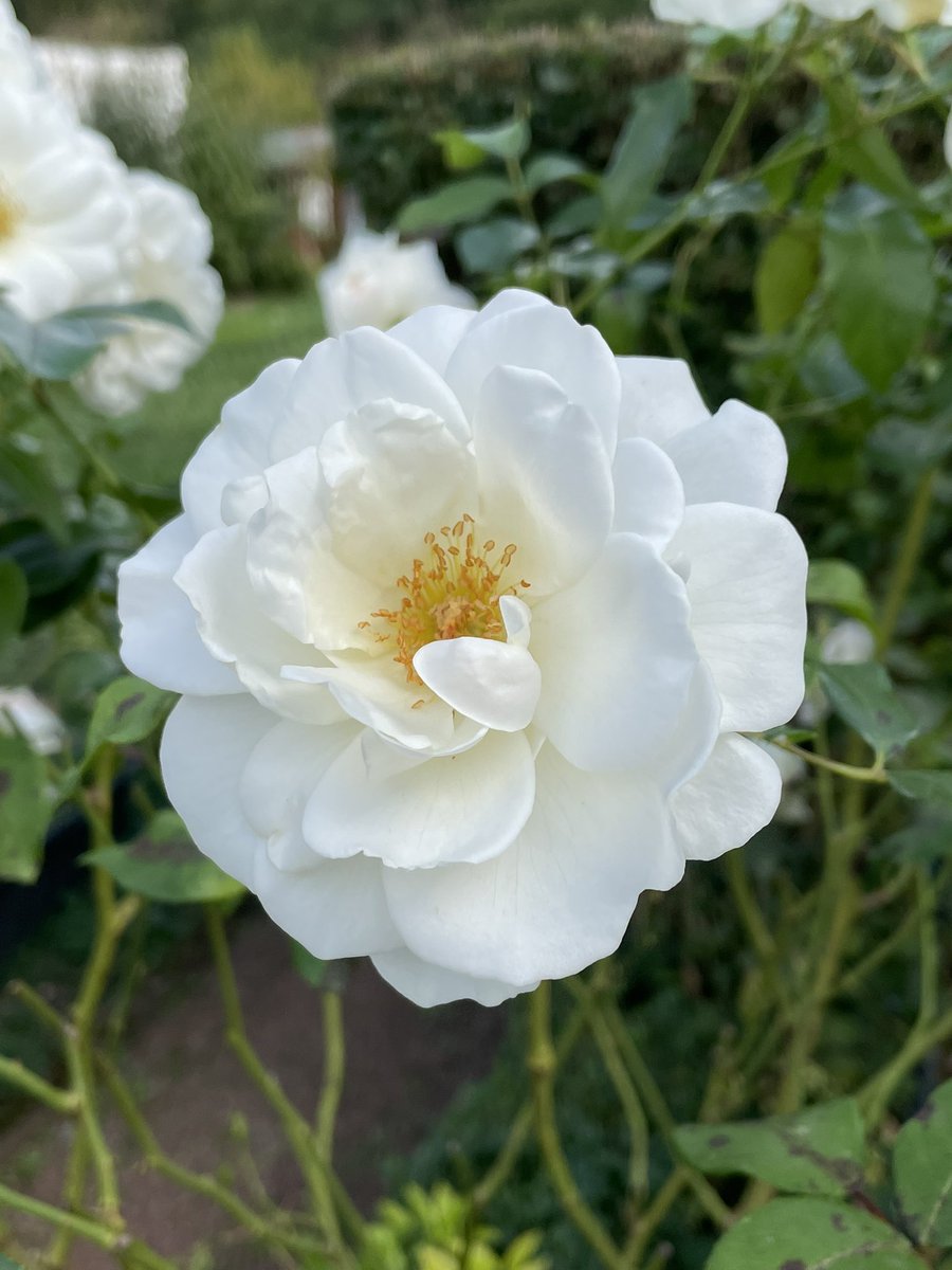19king52's tweet photo. Guten Morgen TL,
Montag, habe schon einiges erledigt heute, darum schreibe ich jetzt erst. Habt einen guten Start in die Woche. Für manche wird ein Kapitel geschlossen und ein neues gestartet. Wünsche alles erdenklich Gute dafür. ☀️☕️👑 https://t.co/K8aRYqduTB