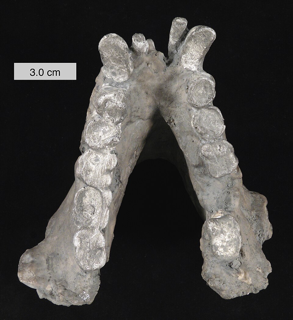 DesertPathwflh's tweet photo. [This kind of prehistoric ape had special braking adaptations for survival.]， https://t.co/yawFf0lJwz