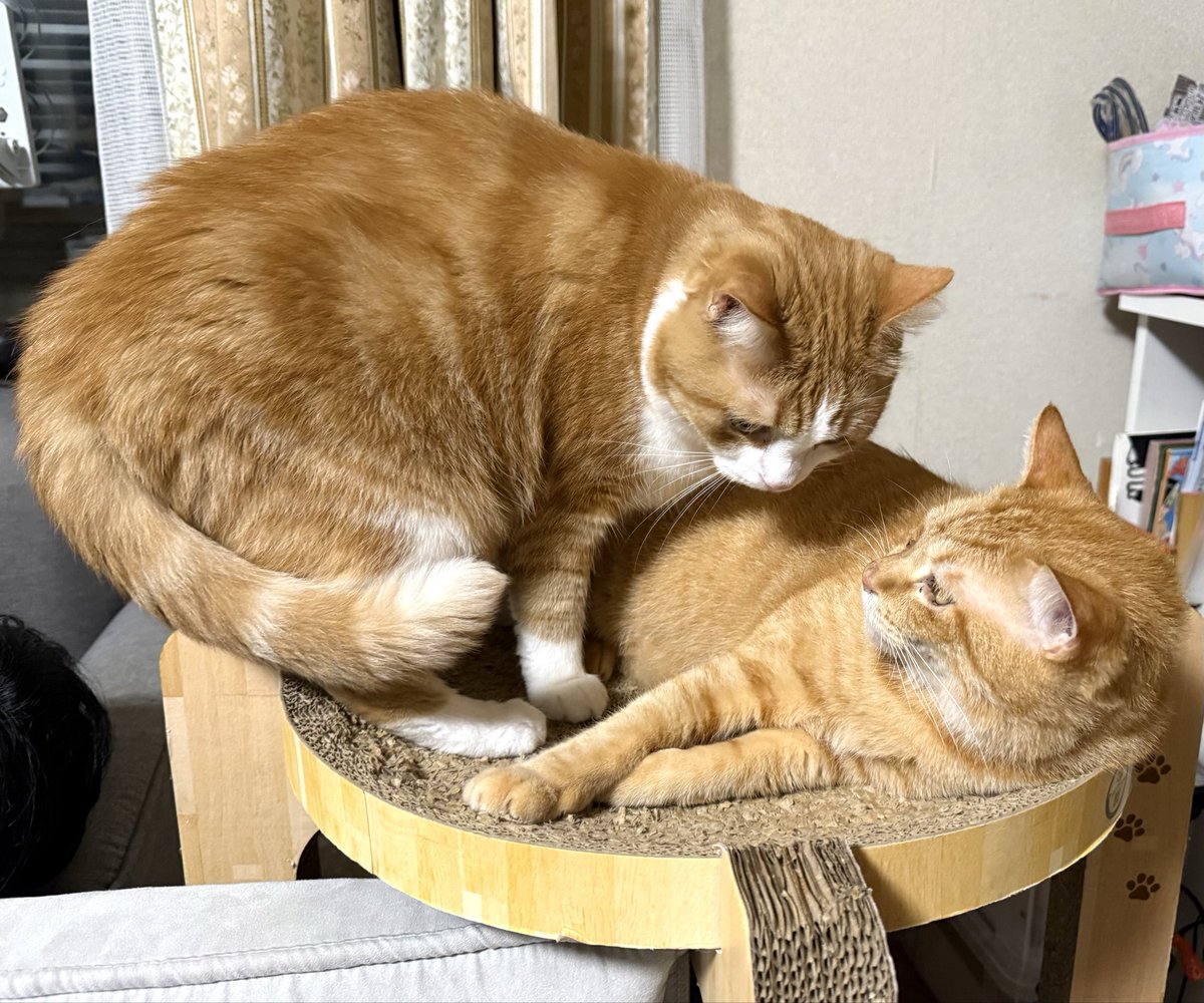 Beercat_Ana_Dar's tweet photo. 相席お願いします…🪑🙀🌀
#ねこ
#猫好きさんと繋がりたい 
#猫がいる生活
#cat
#キンカロー
#保護猫
#相席
#みちみち
#無理 https://t.co/T7UVpUEgJs