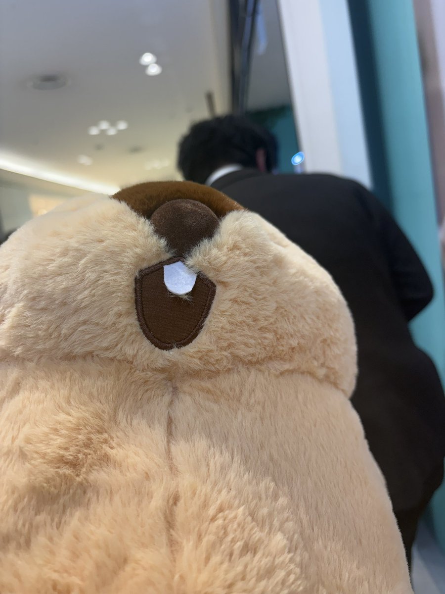 bobannu_77's tweet photo. 友人の結婚式にて
二次会前の時間でアーちゃん捕獲してもらいました‼️

#マーモットのもっとっと
#マーモットのもっとっと広場 https://t.co/k9zSM3blWm