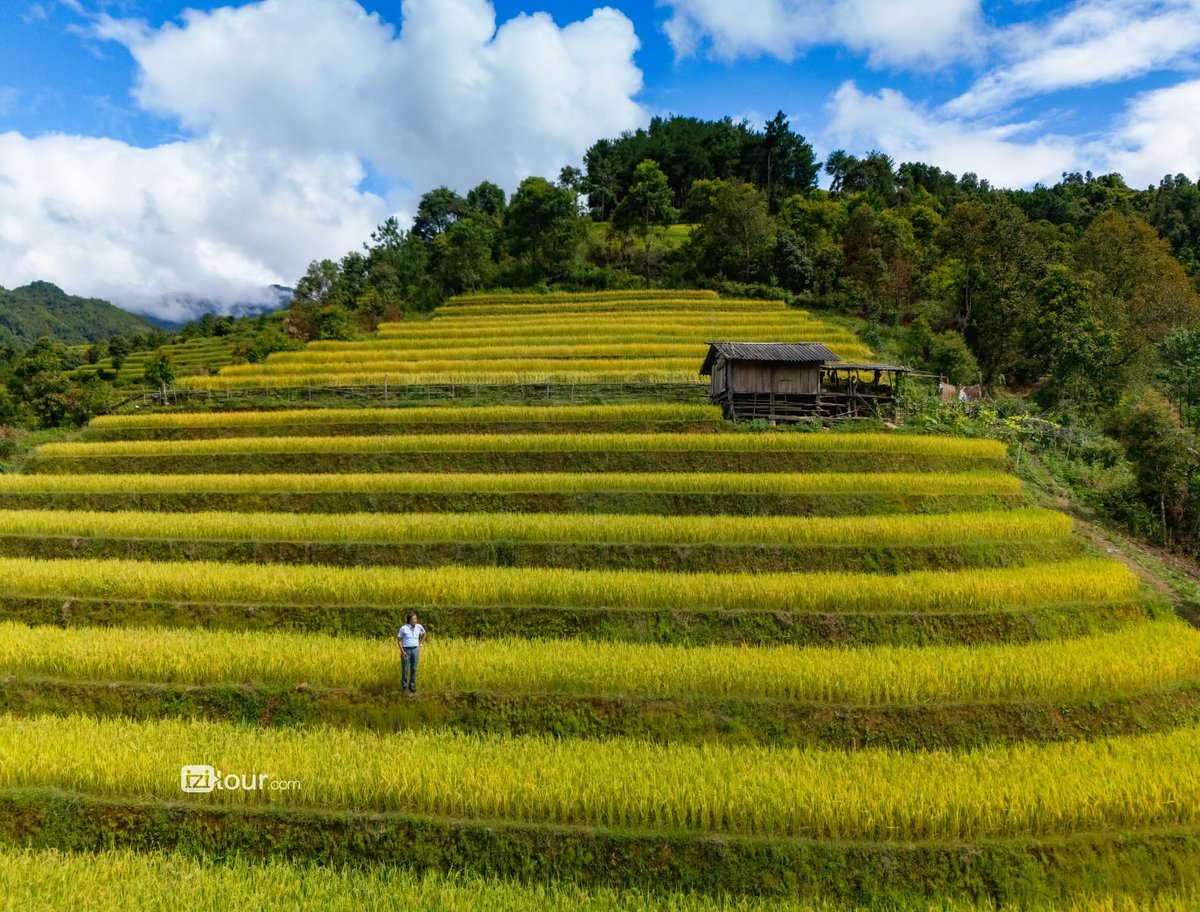 SSueSavS's tweet photo. September transforms Mu Cang Chai’s rice terraces from lush green to glowing gold. As harvest nears, each valley reveals a different patchwork of colour, shaped by local communities and their daily work. Would you visit while they’re green or fully https://t.co/0S59gQa7fP
