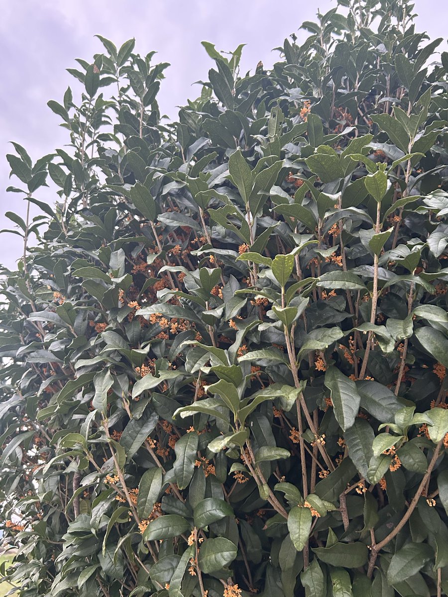 tuliptree_happy's tweet photo. 我が家の庭の金木犀も満開で良い香り🩷
良い秋😊
明日無事に幕が開きますように。

#ノキドア
#岡田浩暉 https://t.co/qMPCteFDz3