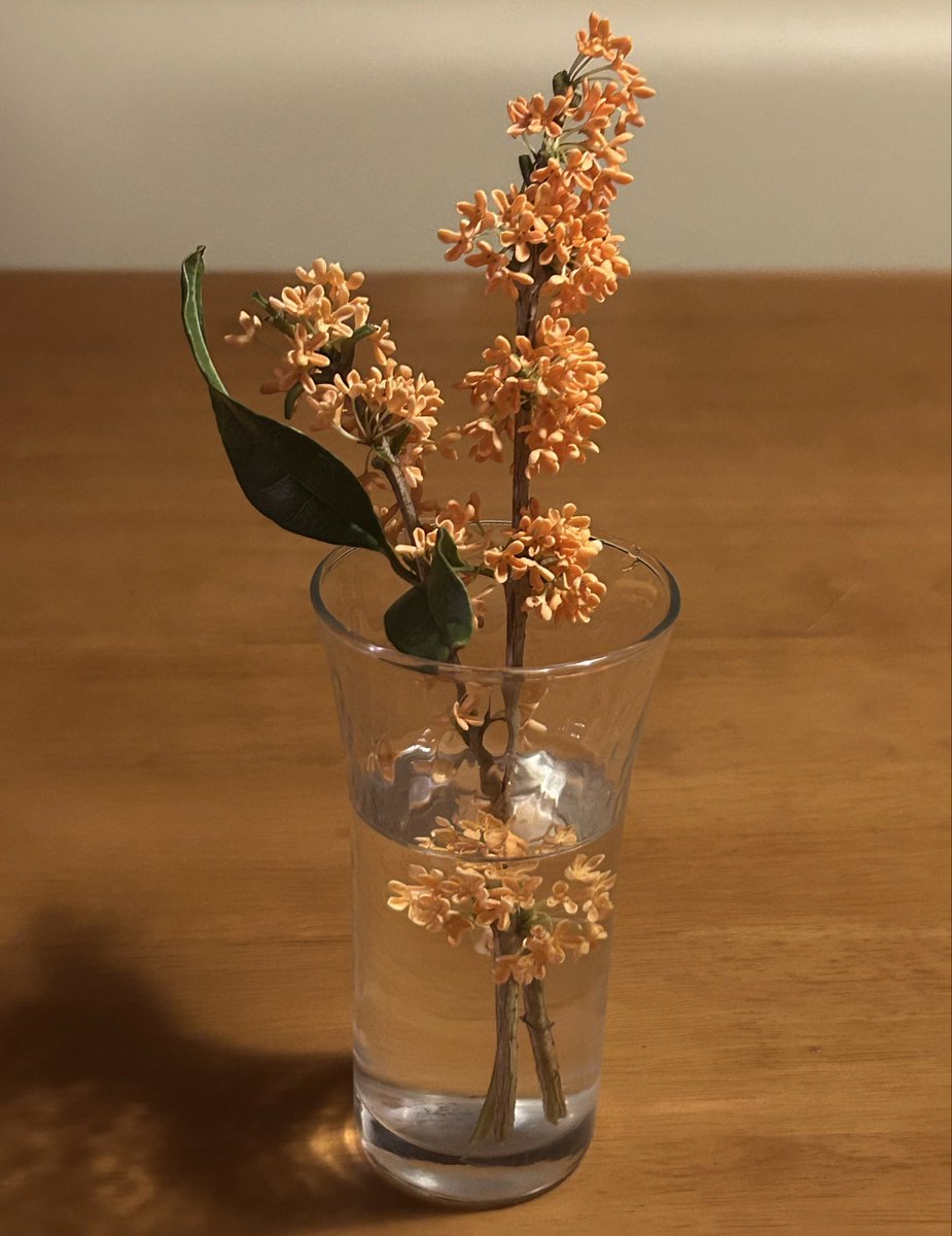 tuliptree_happy's tweet photo. 我が家の庭の金木犀も満開で良い香り🩷
良い秋😊
明日無事に幕が開きますように。

#ノキドア
#岡田浩暉 https://t.co/qMPCteFDz3