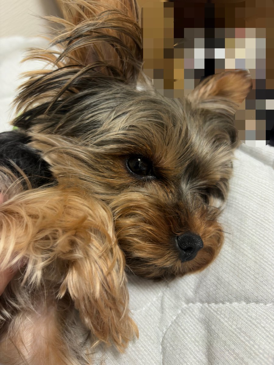 veryfunnyzuha's tweet photo. #葛葉ブラッディコーデ
滑り込みセーフ？ https://t.co/zkmTJ0CGQ9
