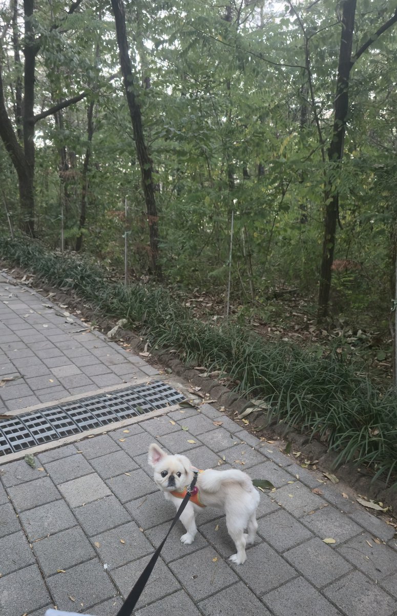 su_0819's tweet photo. 26년 10월 5일
여기지?  태전공원...  아무리봐도 맞는데.... 😺😭 https://t.co/aEq0KEFUhA