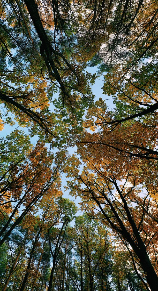 PelorusF's tweet photo. Healthy habitats support everything around them.
Get in touch with us to learn more about how your company can use the Climate Investment Fund to sequester carbon emissions.
https://t.co/9h5QQ79UTO
#WorldHabitatDay #ClimateAction #CarbonRemoval #NatureBasedSolutions https://t.co/FKvSJJOdPy