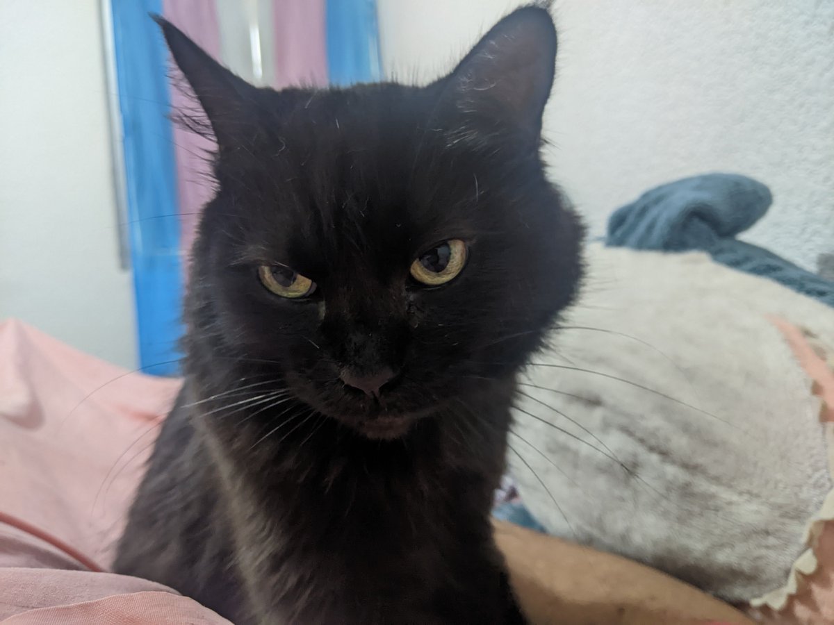 SadmanthaJBP's tweet photo. Am i using my cat just to try to bring more attention to this? Yes
Am i this desperate? Also yes https://t.co/BeSYpJhw3D