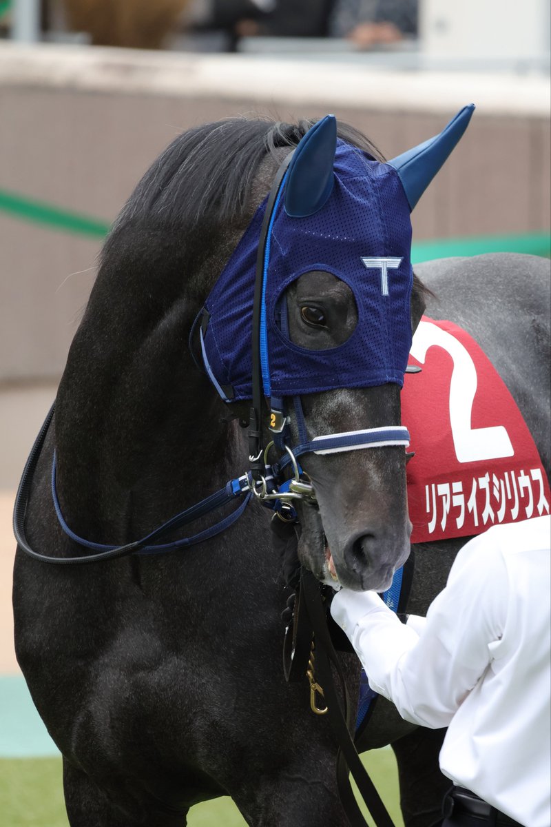 SK__Stables's tweet photo. 休み明けで最後直線伸びなかったリアライズシリウス
次走に期待
#リアライズシリウス
#毎日王冠 https://t.co/Y60a6peZif
