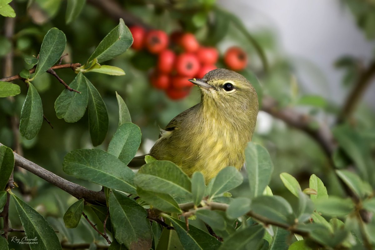 raychiarello's tweet photo. Orange-crowned Warbler in my backyard yesterday.
#Bird #BackyardBirding #BirdTwitter #ElPaso #Texas https://t.co/ngmXzX95Ry