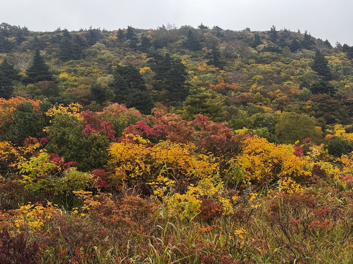 riodejaneiro921's tweet photo. 東北紅葉🍁+ BUMPライブの旅楽しかった！かなーりくらったので今日お休みで良かった。温泉にも入って牛タンも食べたし、ずんだシェイクも飲んで東北を満喫✨
2日目もうちょっと観光もすれば良かったな。家に東北のガイドブックあったのを見て思いました。また来たいですな〜 https://t.co/uoatmYYZdc